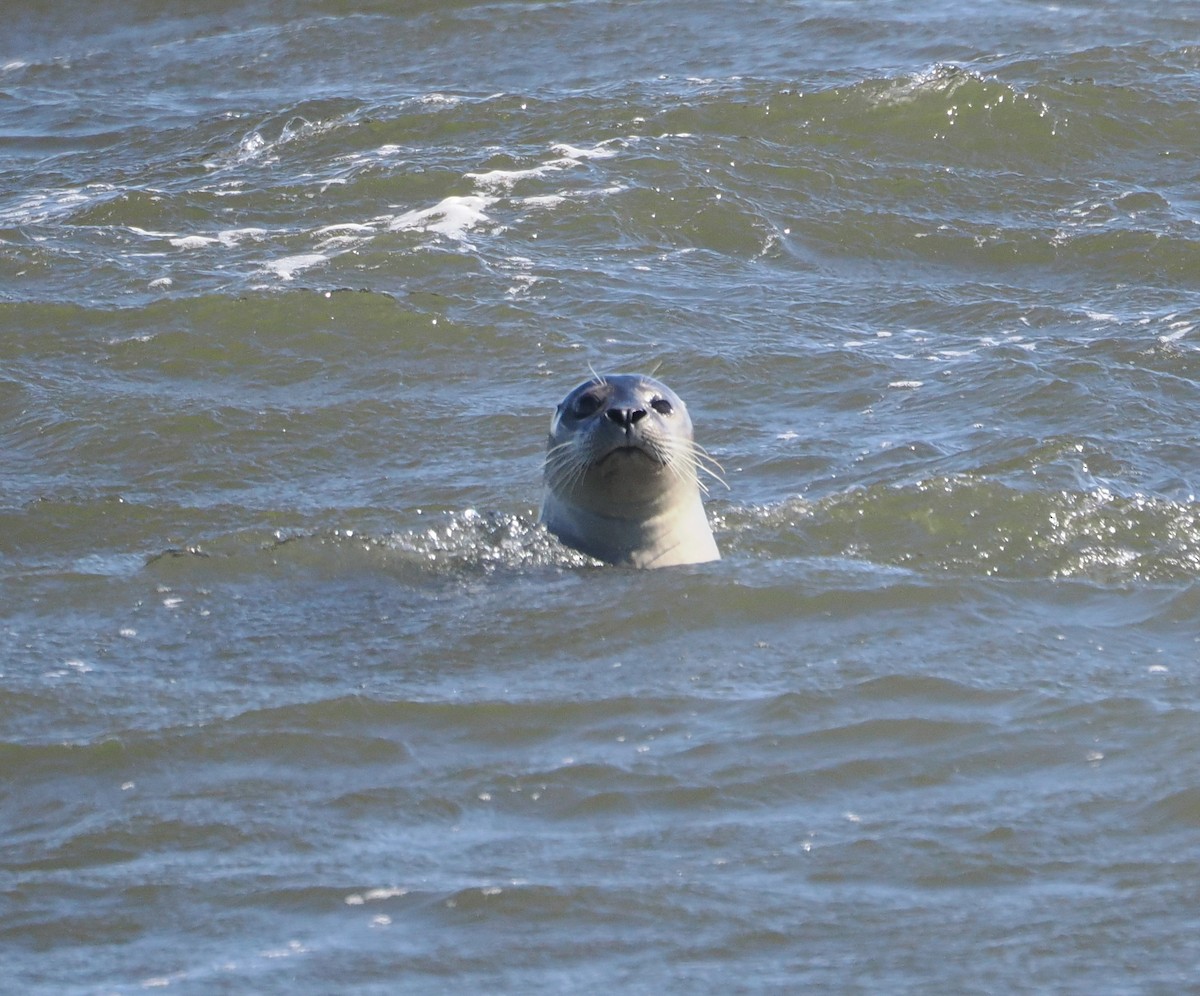 Foca comune - ML652792504