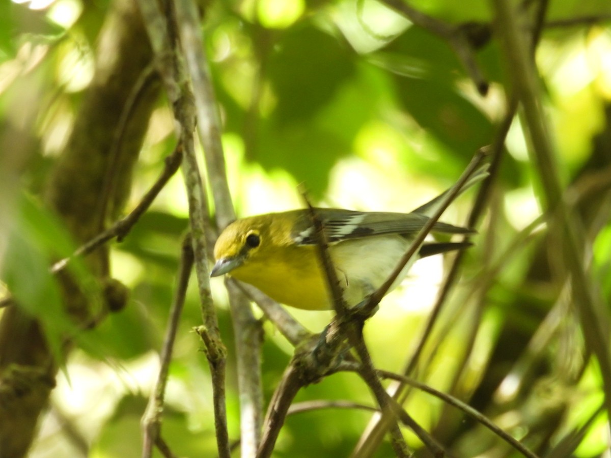 zelenáček žlutoprsý - ML652792535