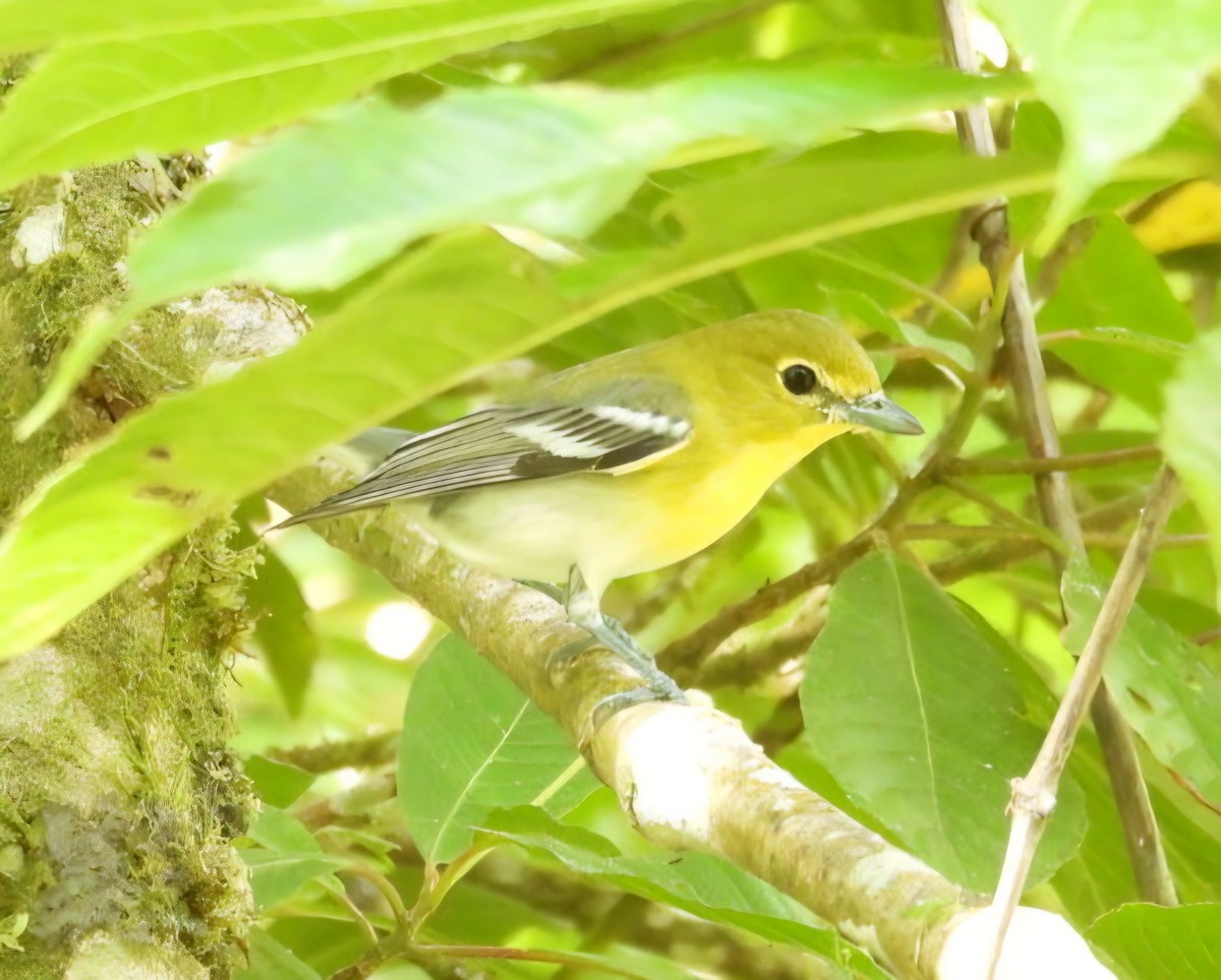 zelenáček žlutoprsý - ML652792536