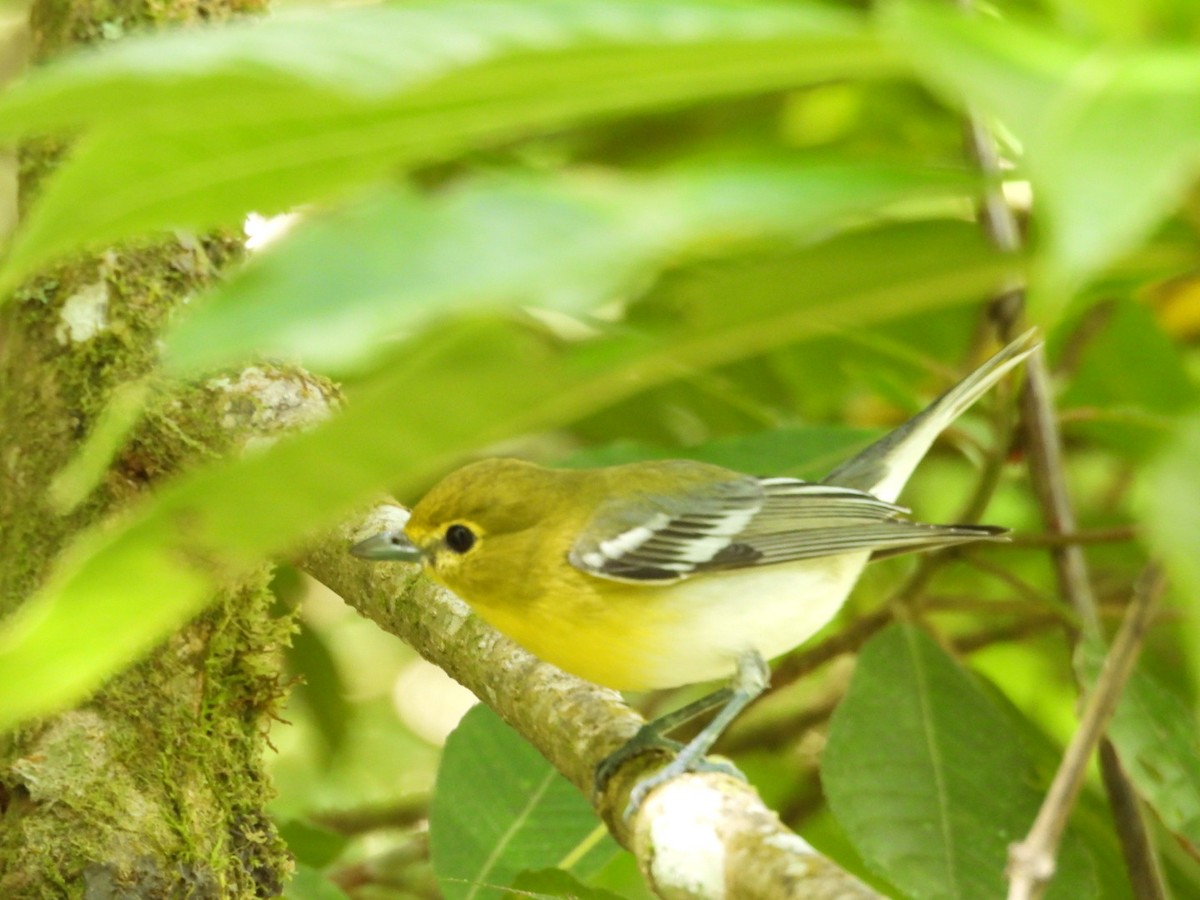 zelenáček žlutoprsý - ML652792537