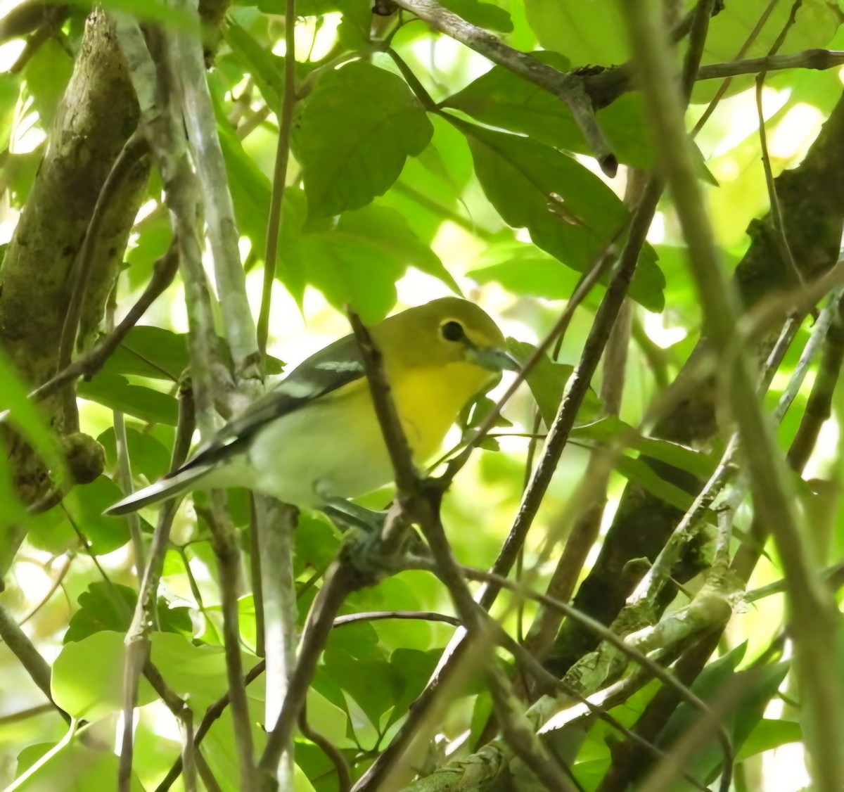 zelenáček žlutoprsý - ML652792538