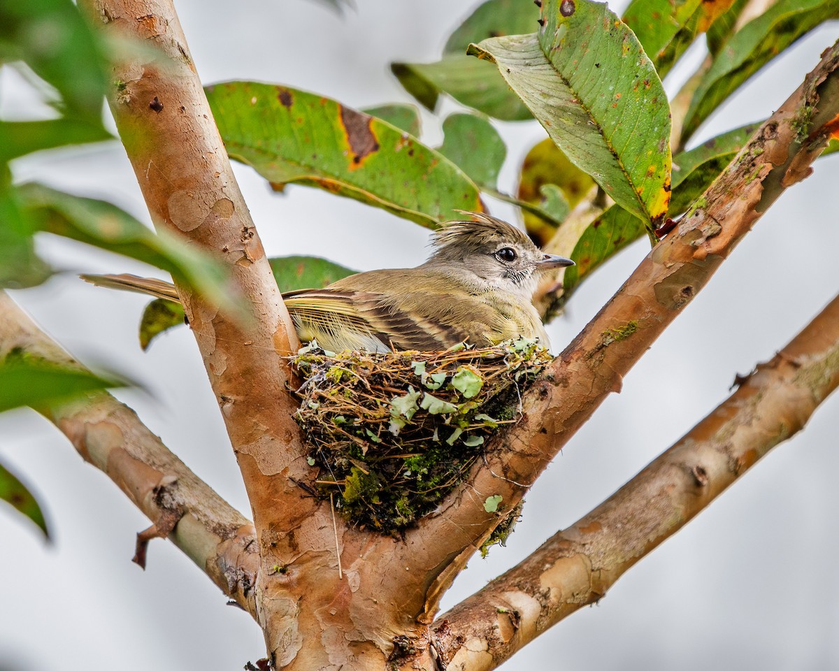 Yellow-bellied Elaenia - ML652792556