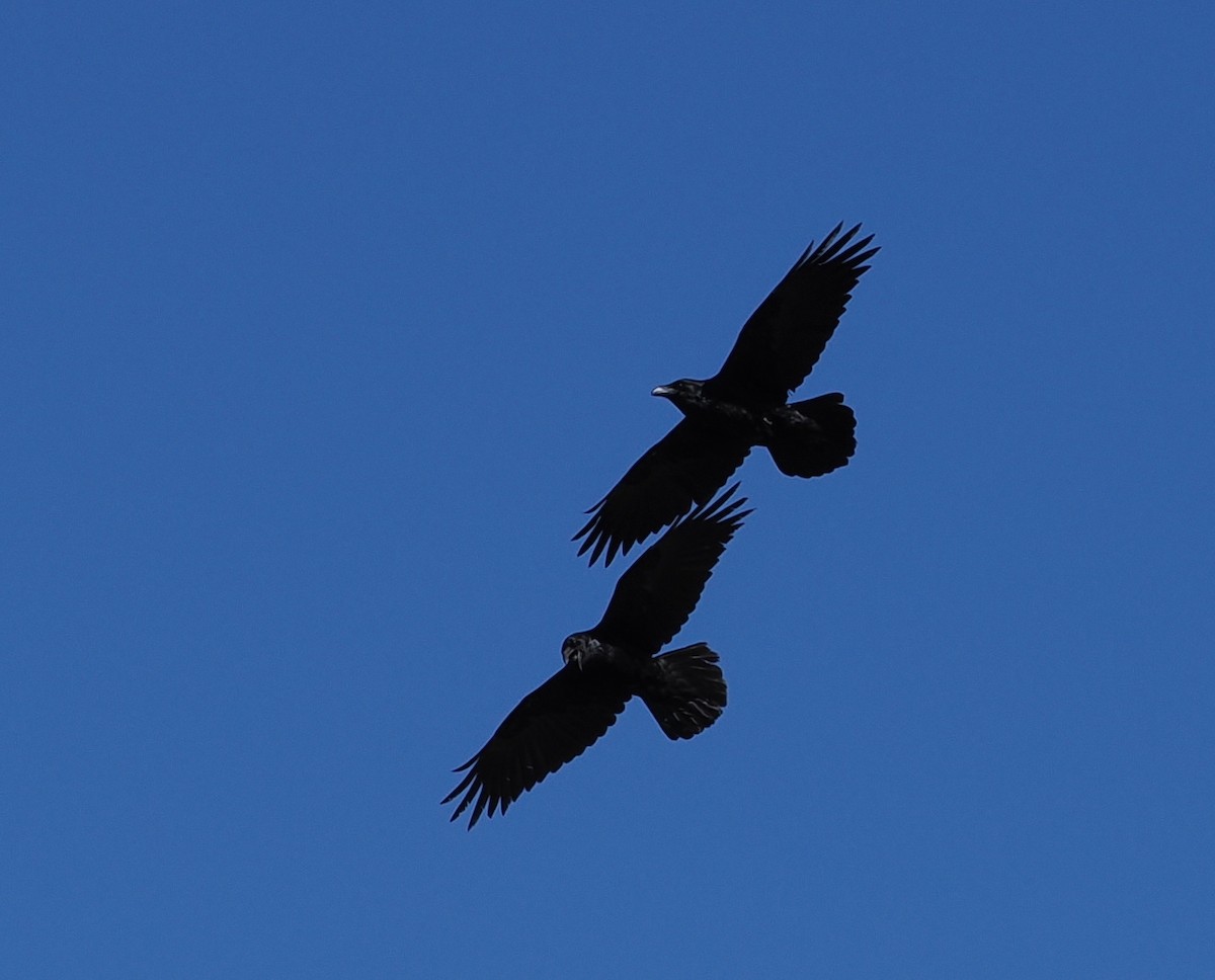 Corvo imperiale - ML652792598