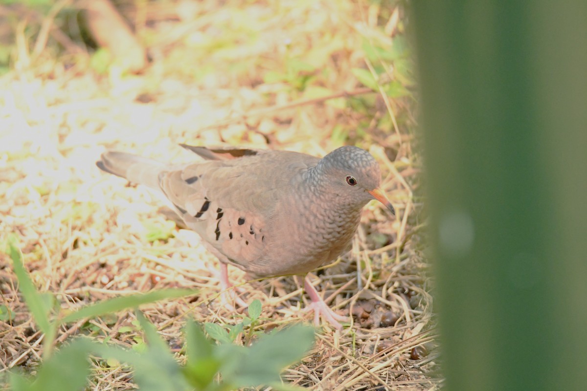 スズメバト - ML652792834