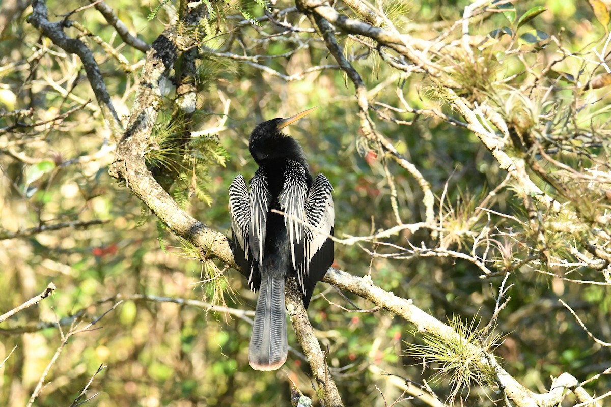 アメリカヘビウ - ML652792847