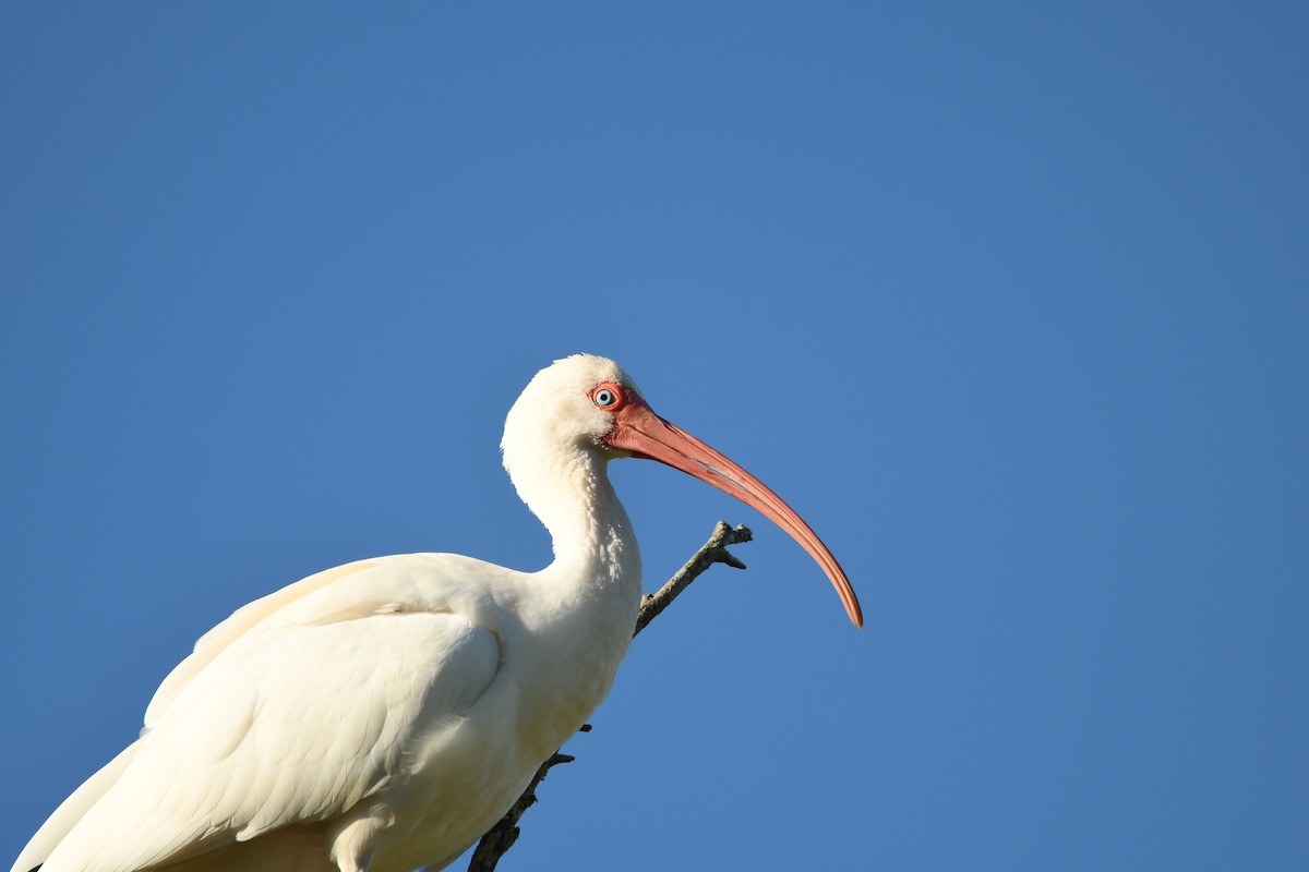 シロトキ - ML652792854