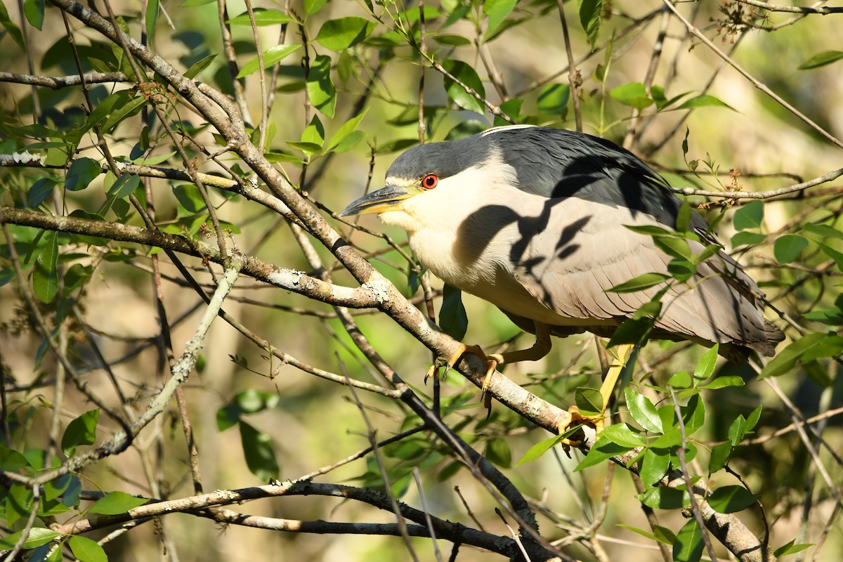 Ногоовор зашин - ML652792872