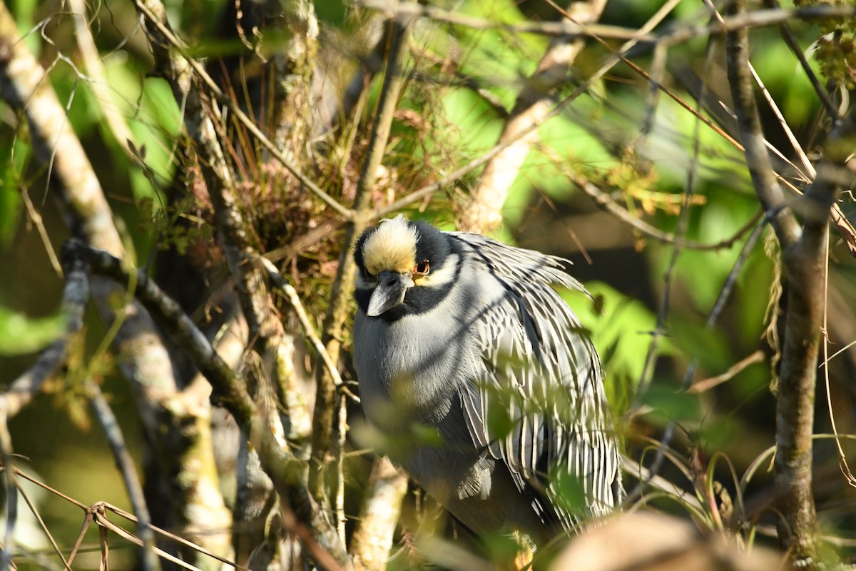 シラガゴイ - ML652792894