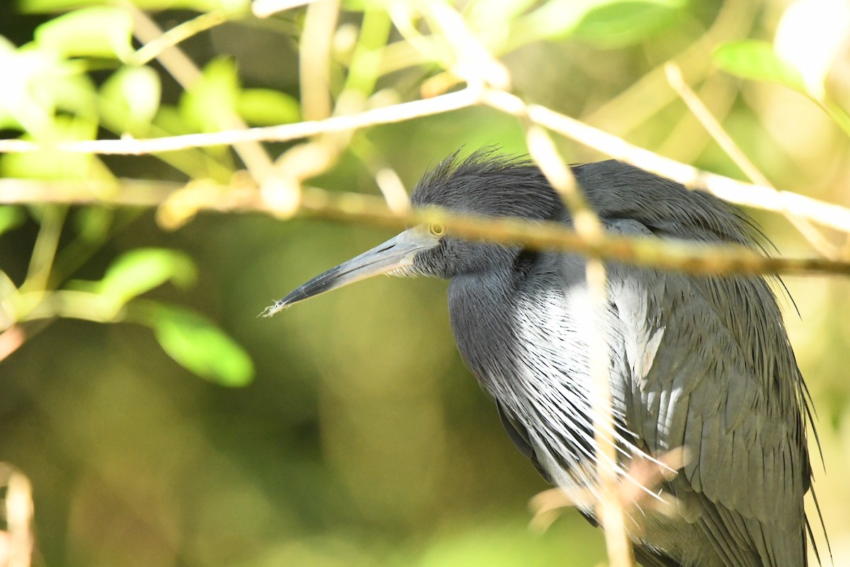 ヒメアカクロサギ - ML652792931