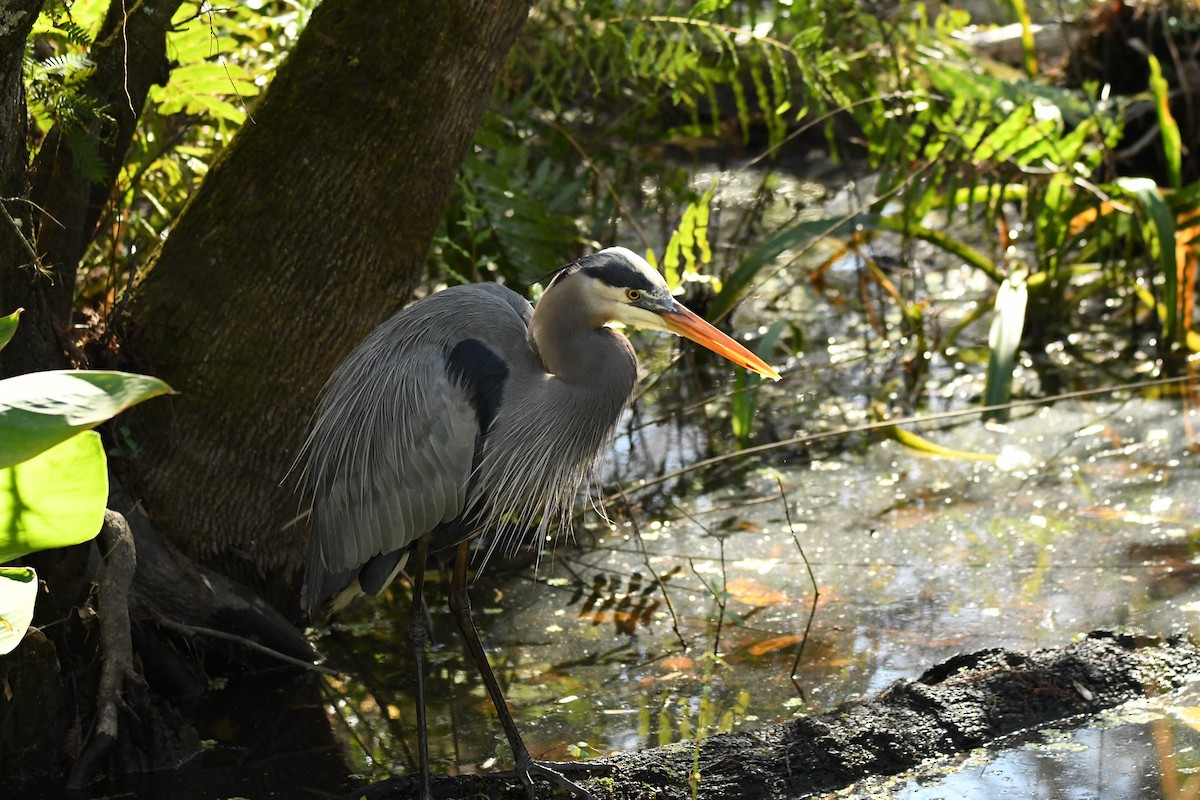 オオアオサギ - ML652792940