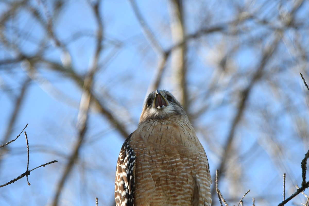 カタアカノスリ - ML652792959