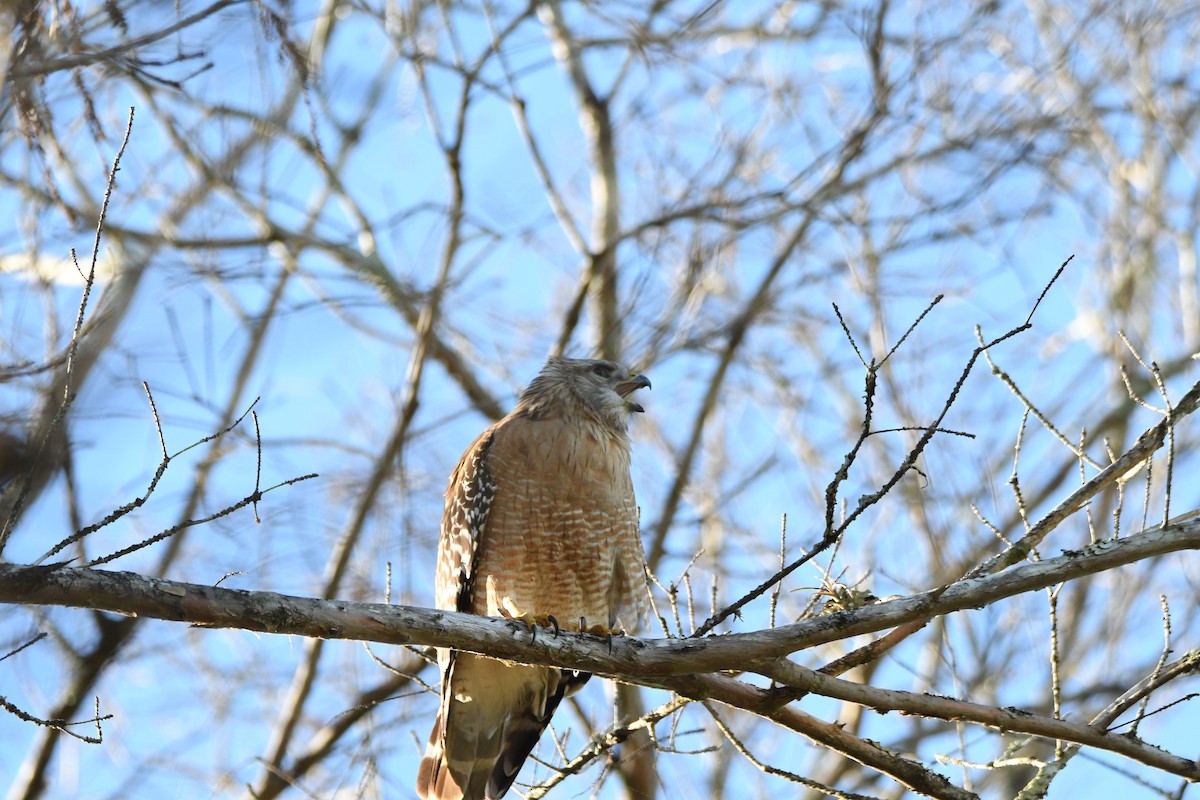 カタアカノスリ - ML652792969