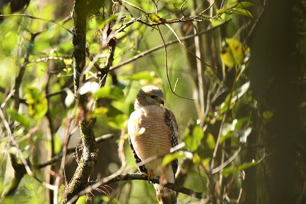 カタアカノスリ - ML652792974