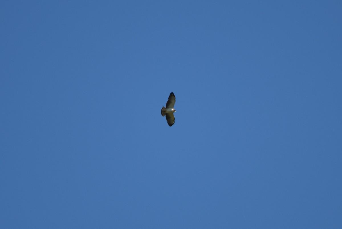 ミジカオノスリ - ML652792977