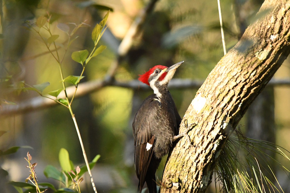 エボシクマゲラ - ML652792998