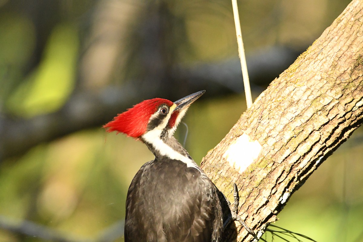 エボシクマゲラ - ML652793007