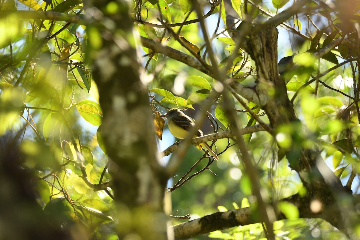 オオヒタキモドキ - ML652793017