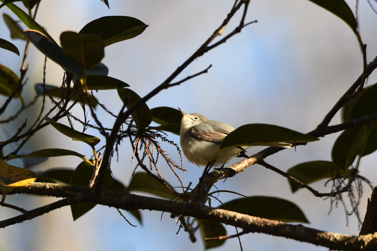 ブユムシクイ - ML652793054