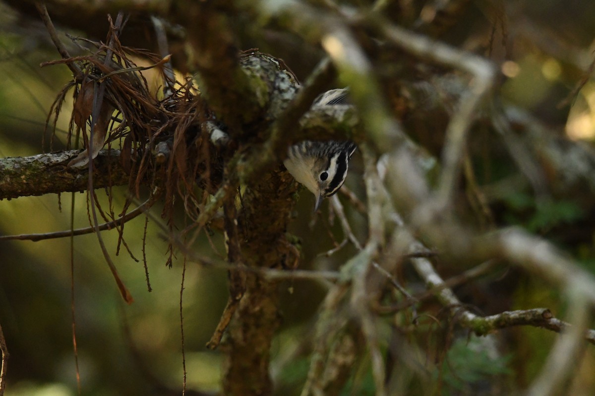 シロクロアメリカムシクイ - ML652793094