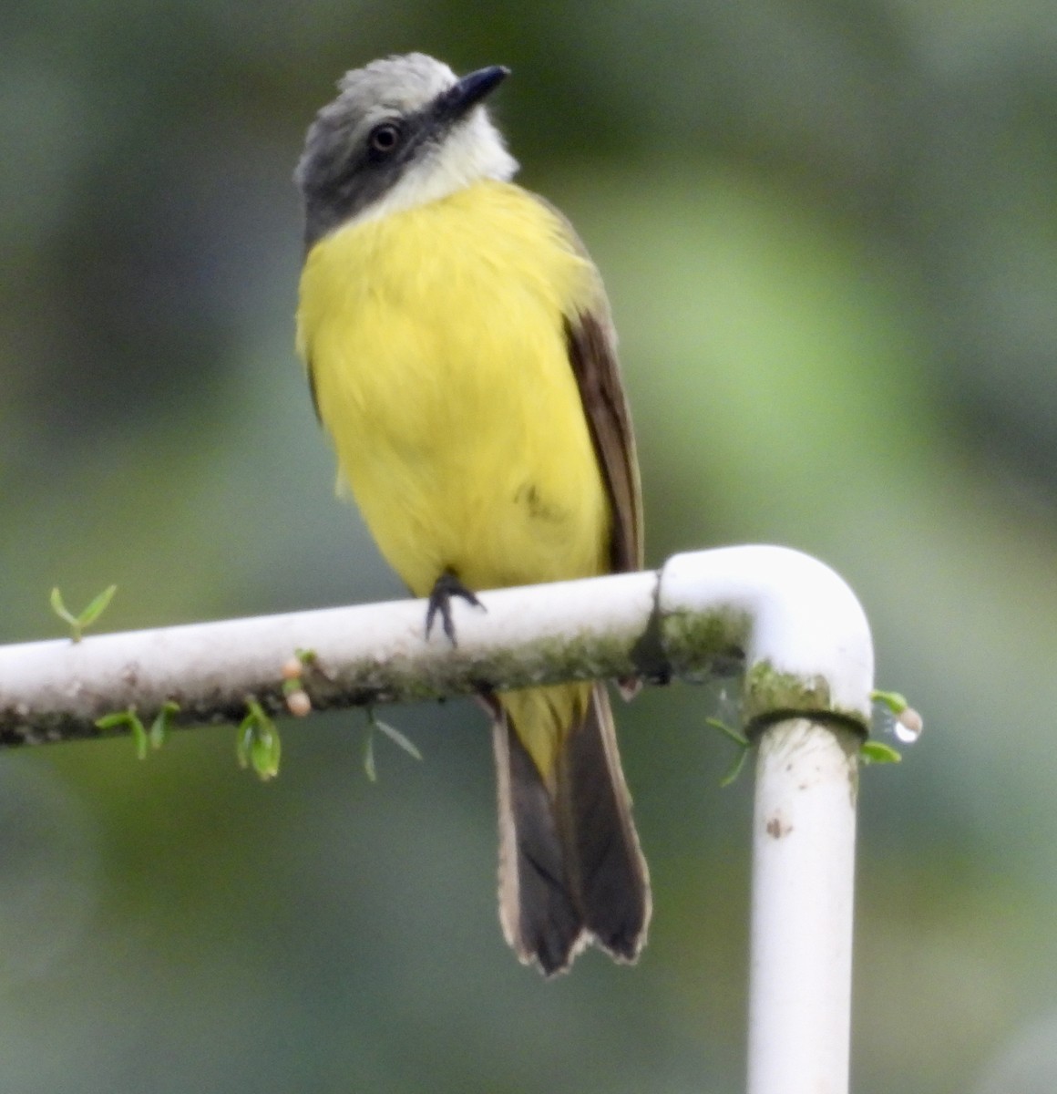 Gray-capped Flycatcher - ML652793098