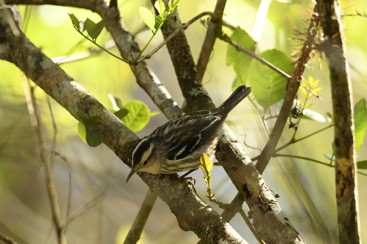 シロクロアメリカムシクイ - ML652793121