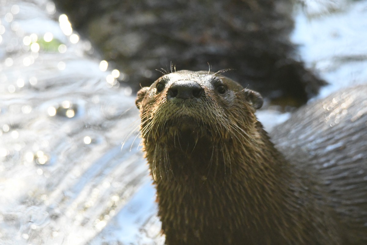 カナダカワウソ - ML652793176