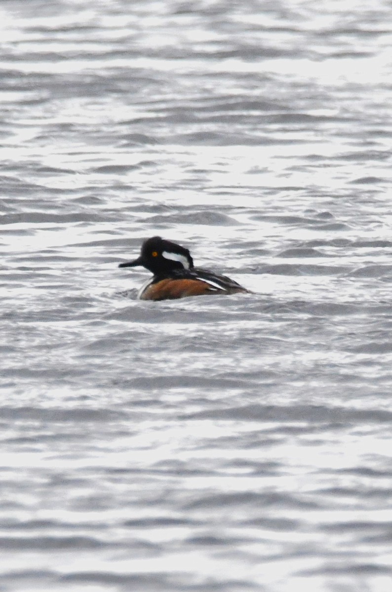 Капюшоновый крохаль - ML652793240