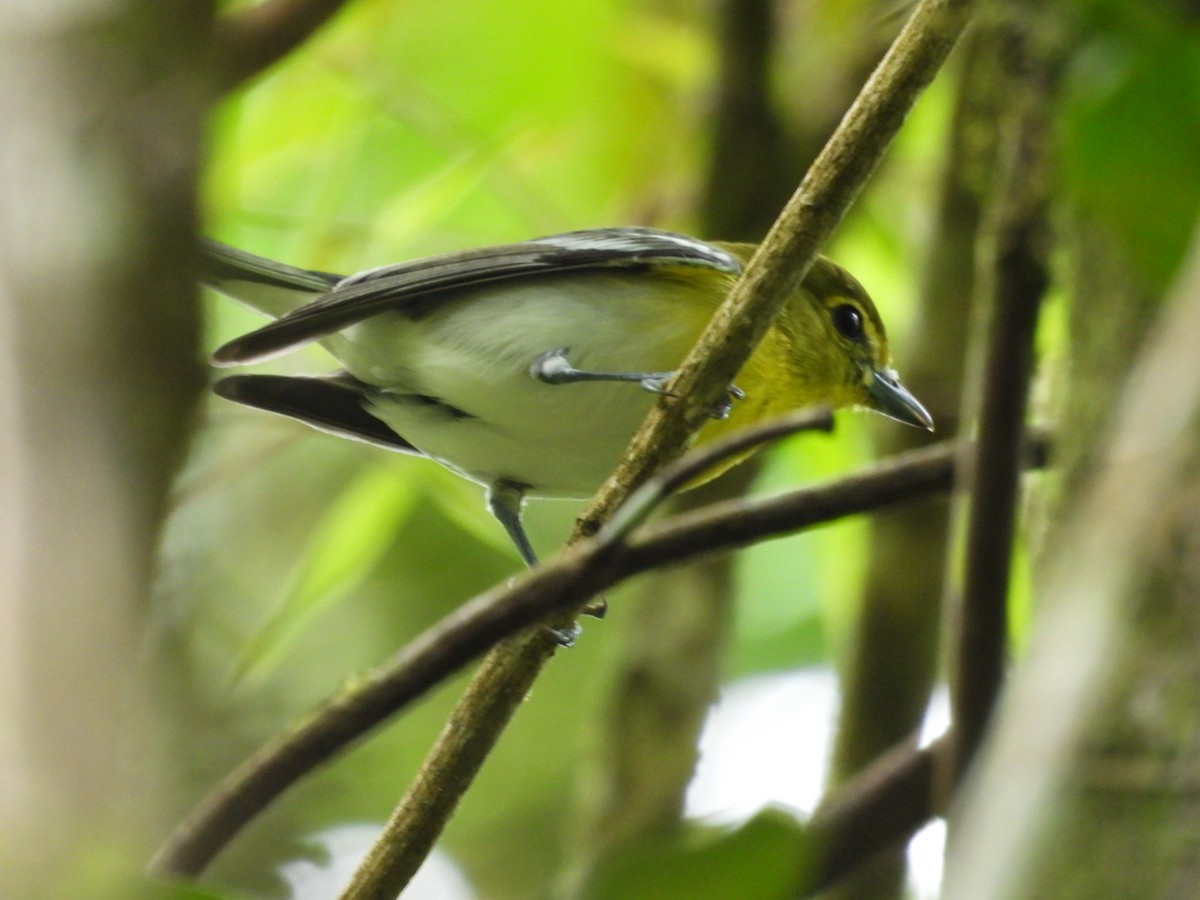 zelenáček žlutoprsý - ML652793493