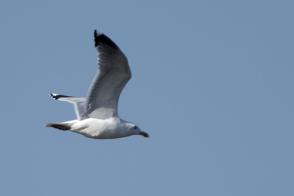 Мөнгөлөг цахлай - ML652793755