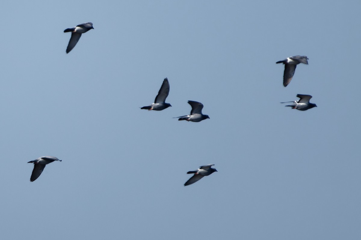 Хөхвөр тагтаа (суурин газрын) - ML652793758