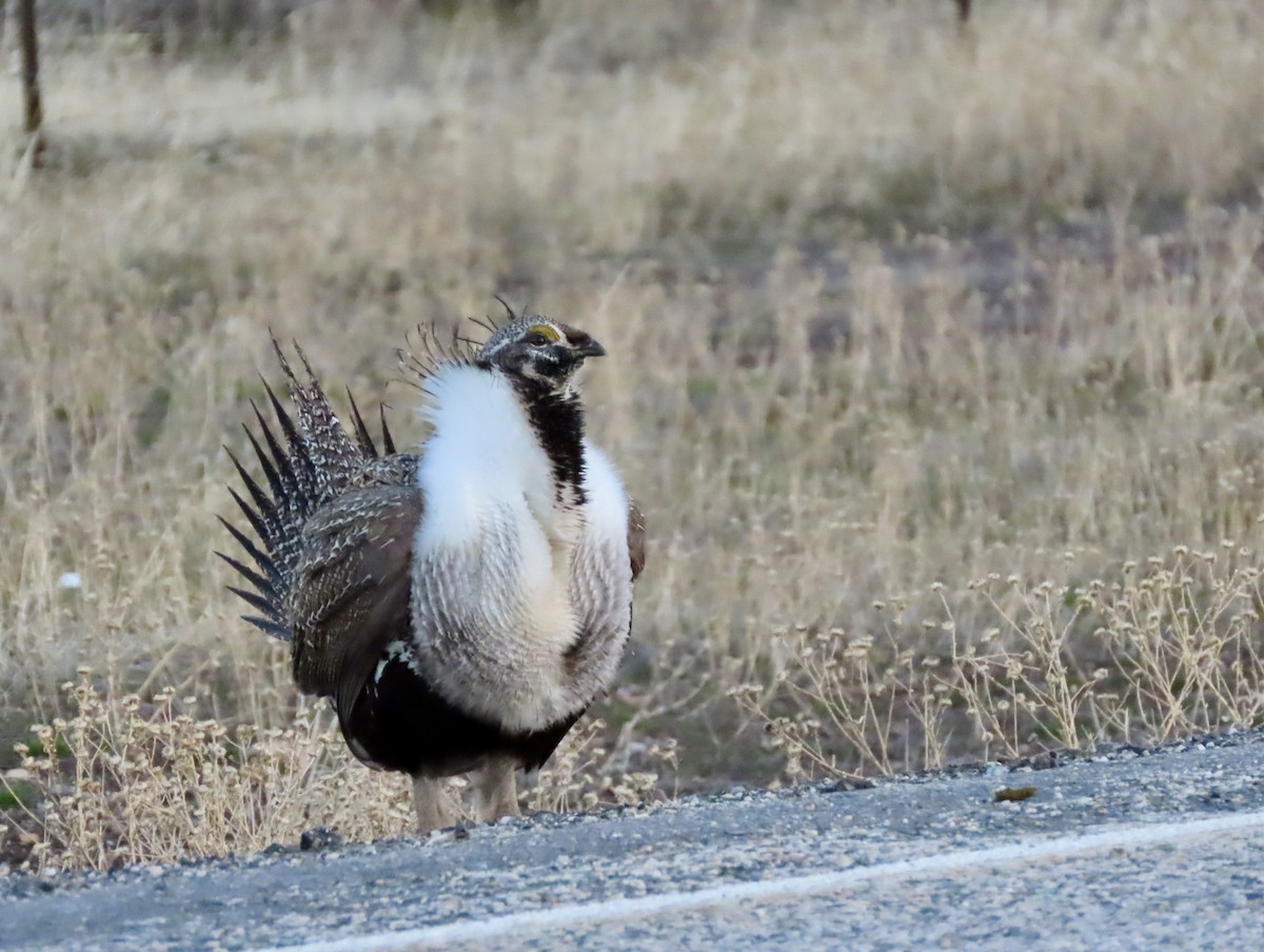 Greater Sage-Grouse - ML652793770