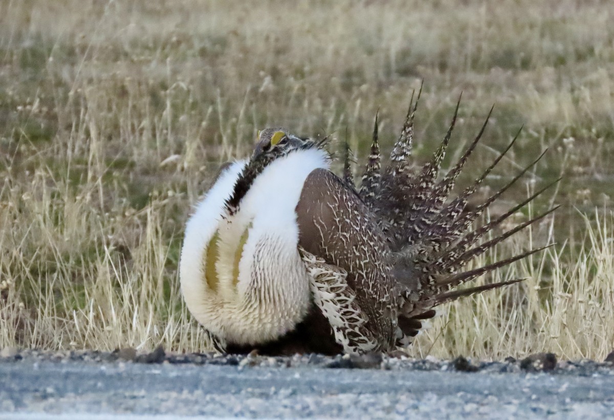 Greater Sage-Grouse - ML652793771