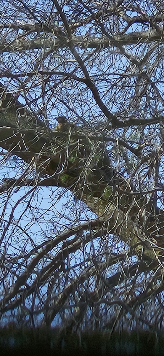 Red-shouldered Hawk - ML652793782