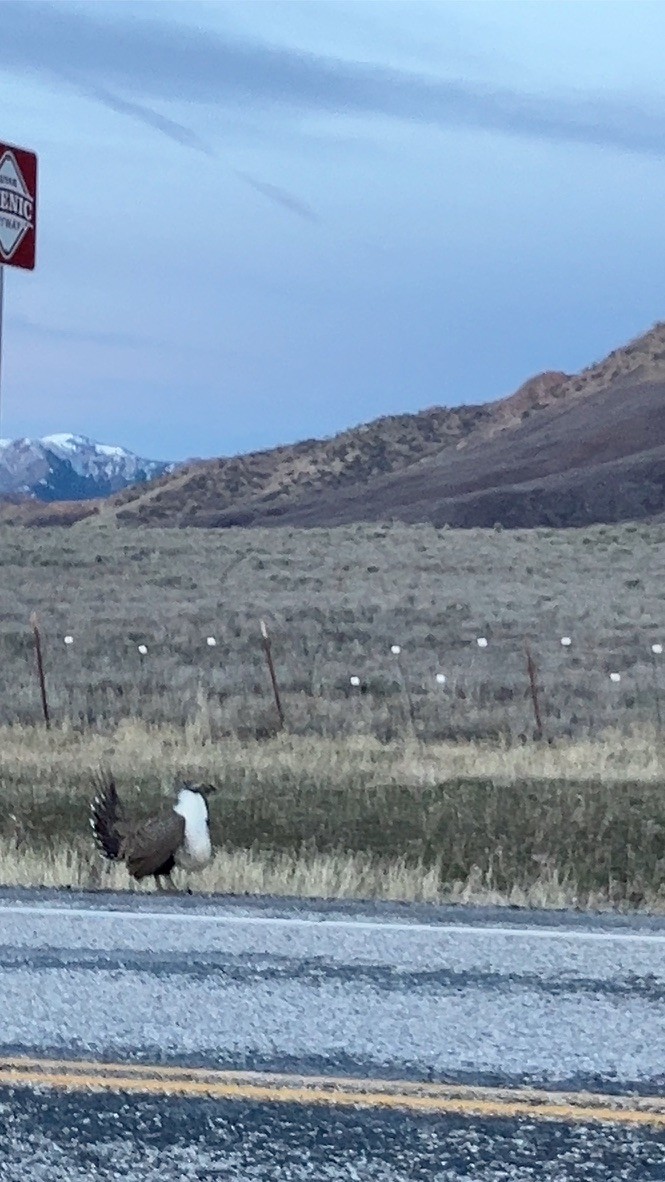 Greater Sage-Grouse - ML652793834