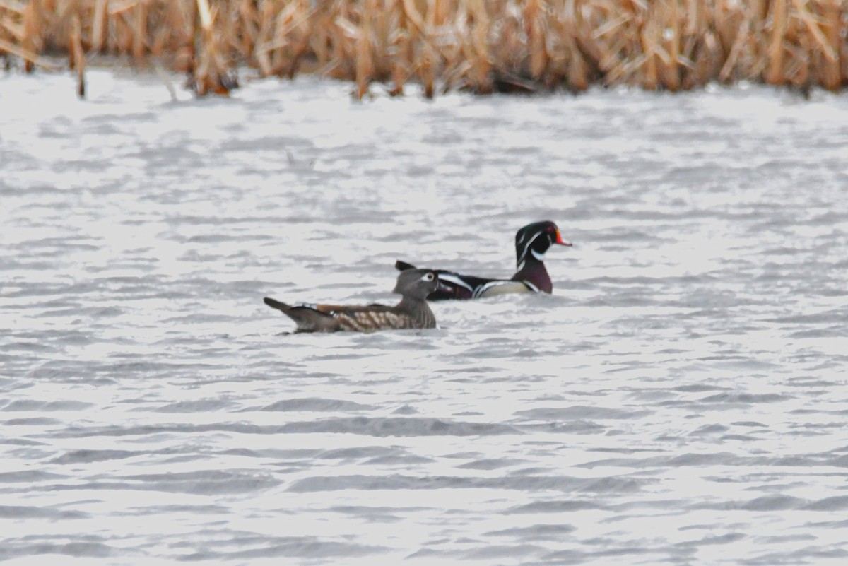 Каролинская утка - ML652793839