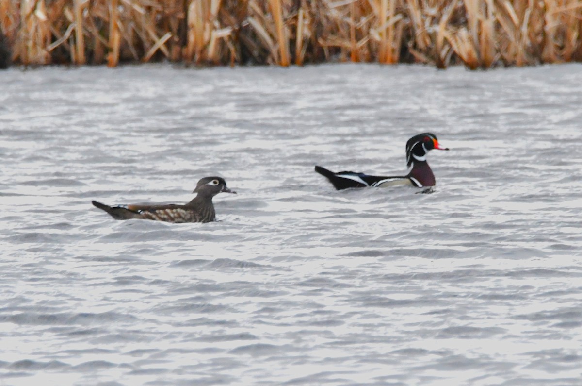 Каролинская утка - ML652793840