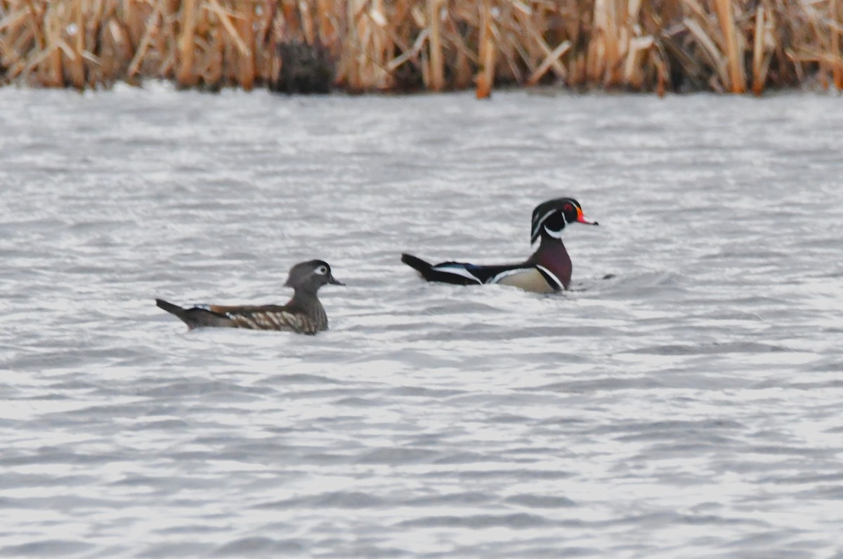 Каролинская утка - ML652793841