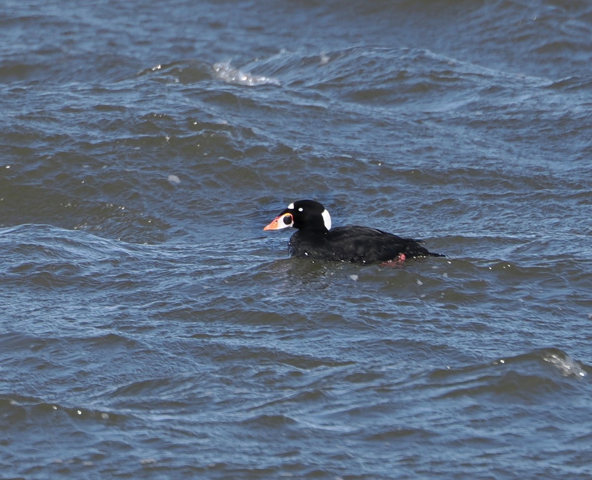 Surf Scoter - ML652793851