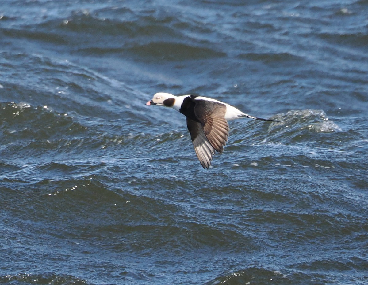 Moretta codona - ML652793868