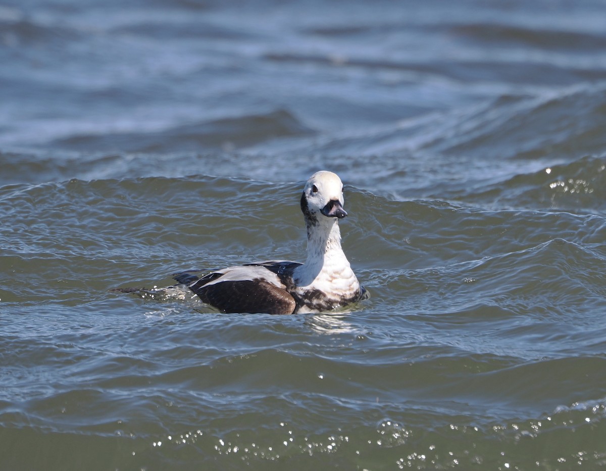 Moretta codona - ML652793869