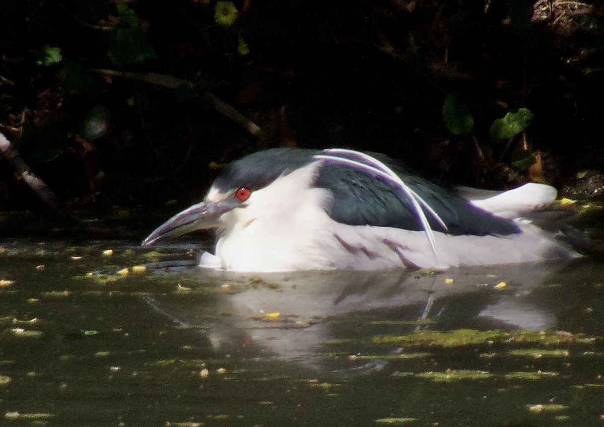 Ногоовор зашин - ML652793919