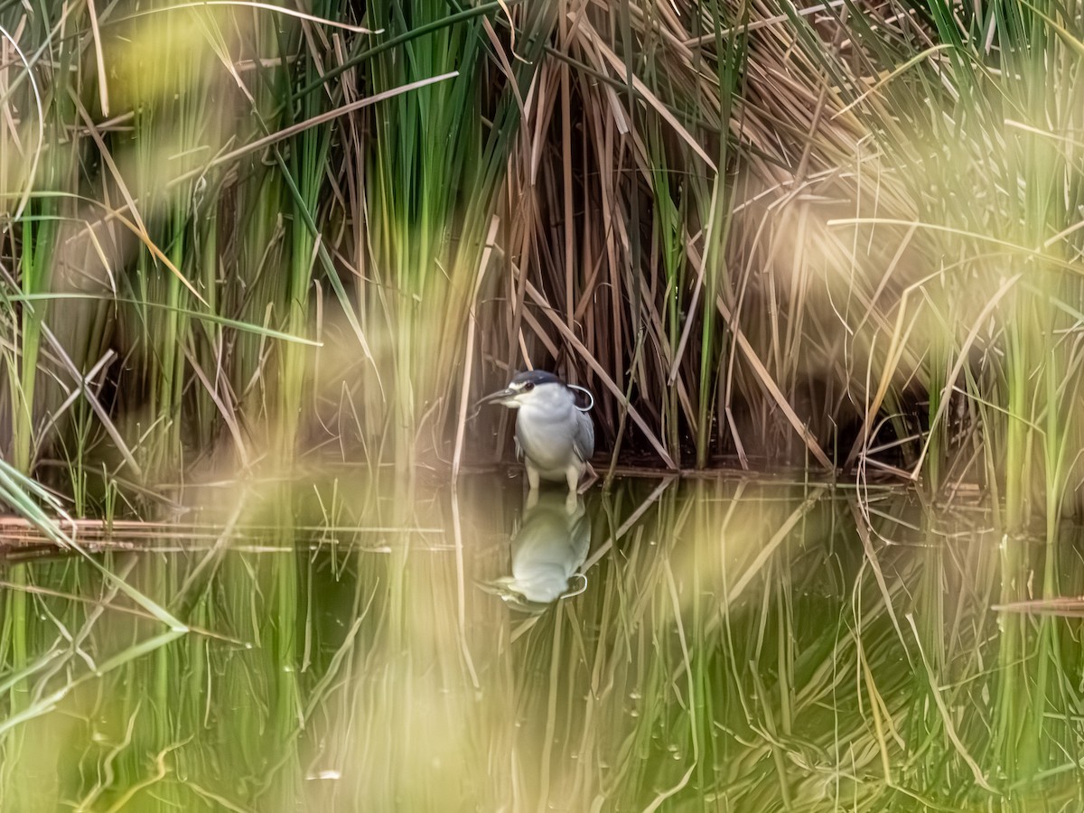 Ногоовор зашин - ML652794021