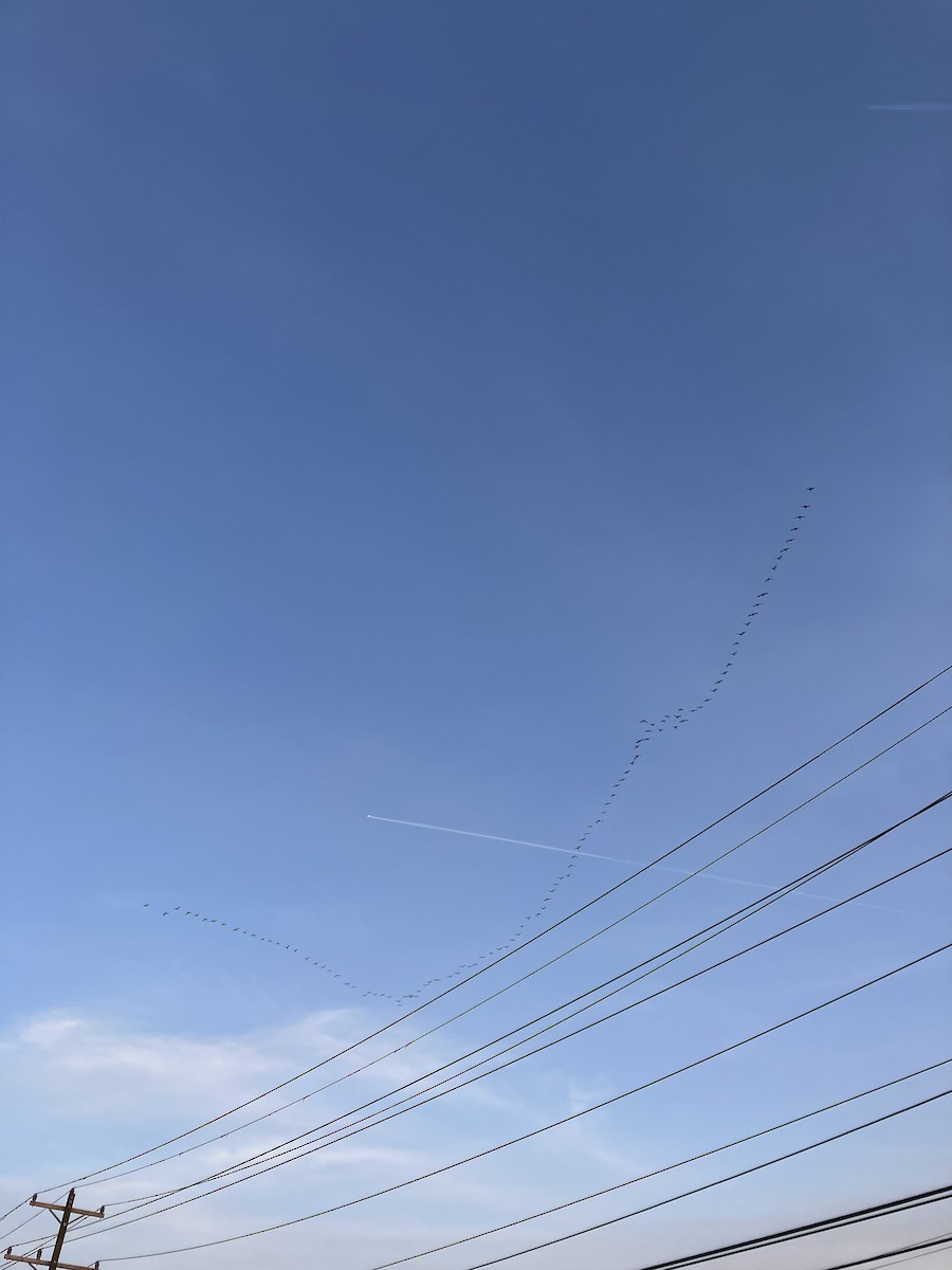 Double-crested Cormorant - ML652794157