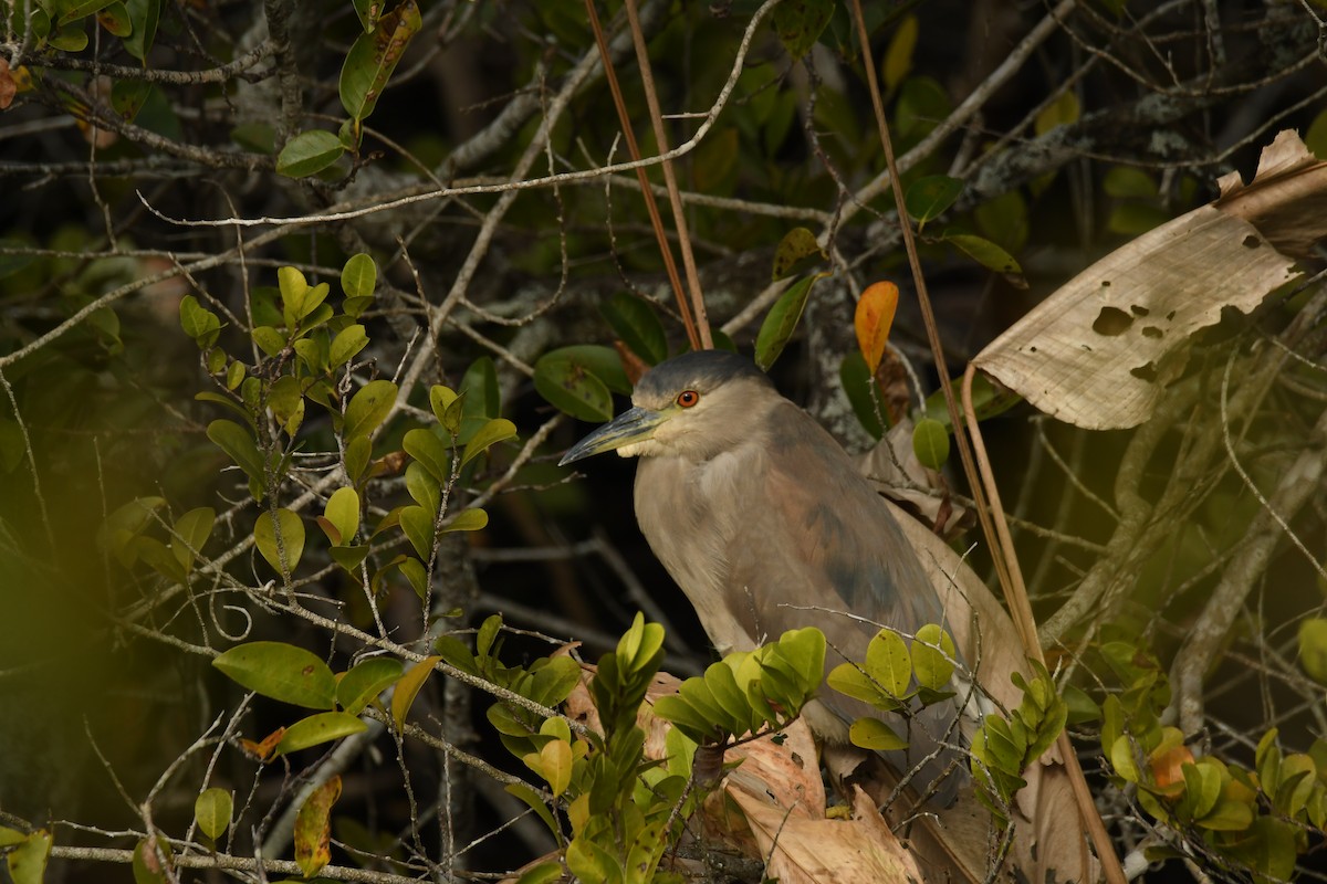 Ногоовор зашин - ML652794158