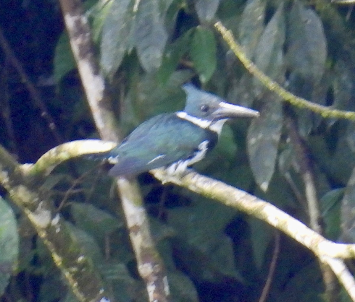 Amazon Kingfisher - ML652794198