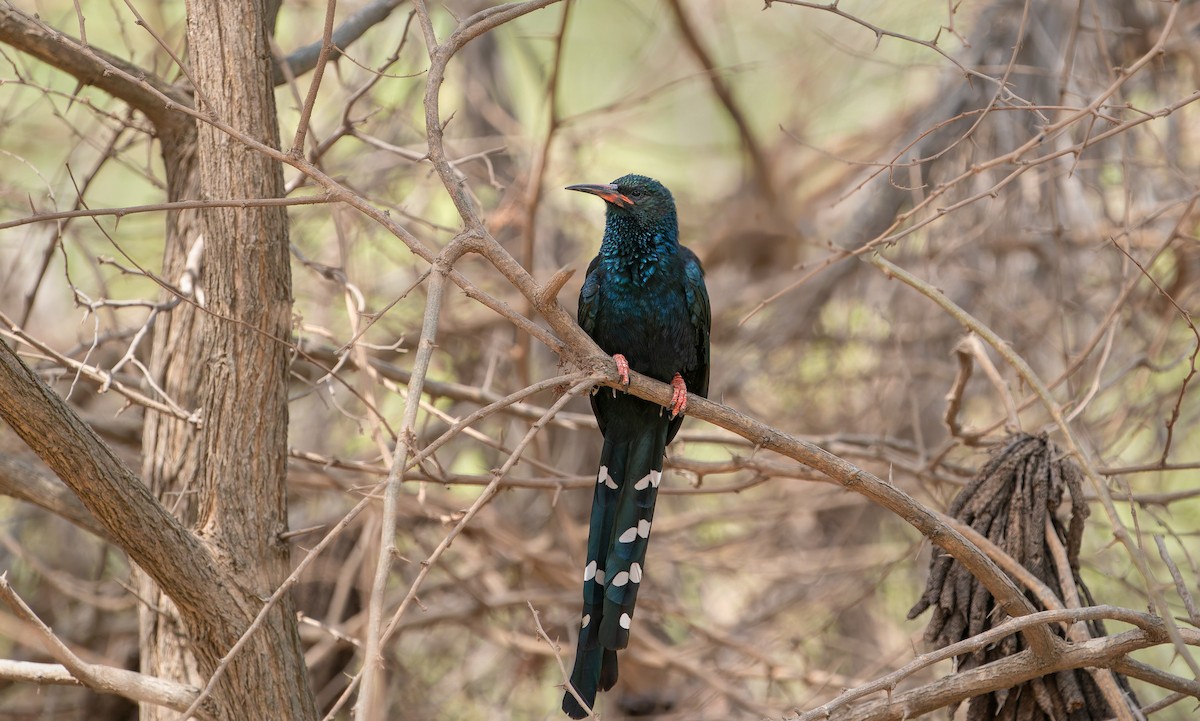 Green Woodhoopoe - ML652794264