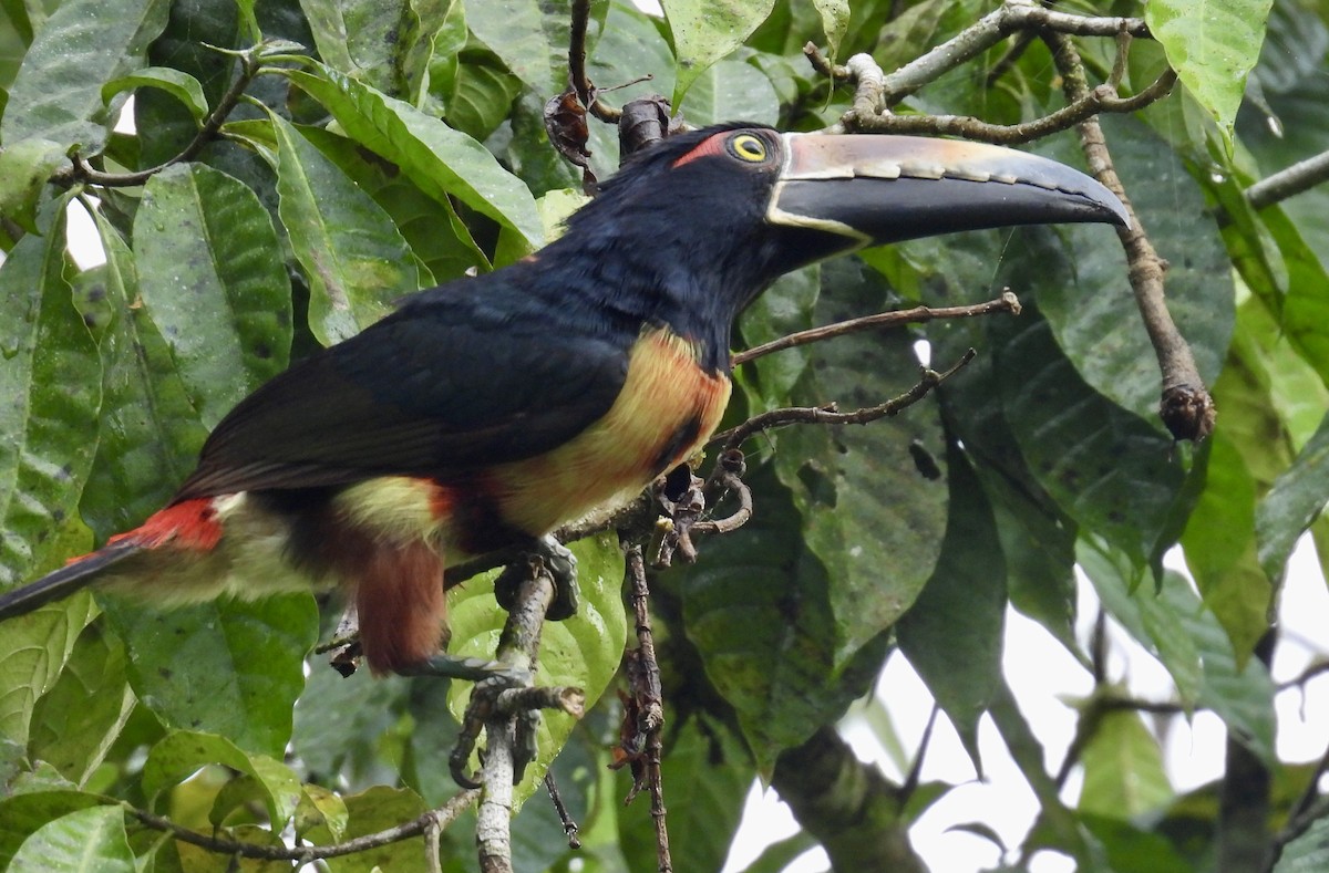 Collared Aracari - ML652794320