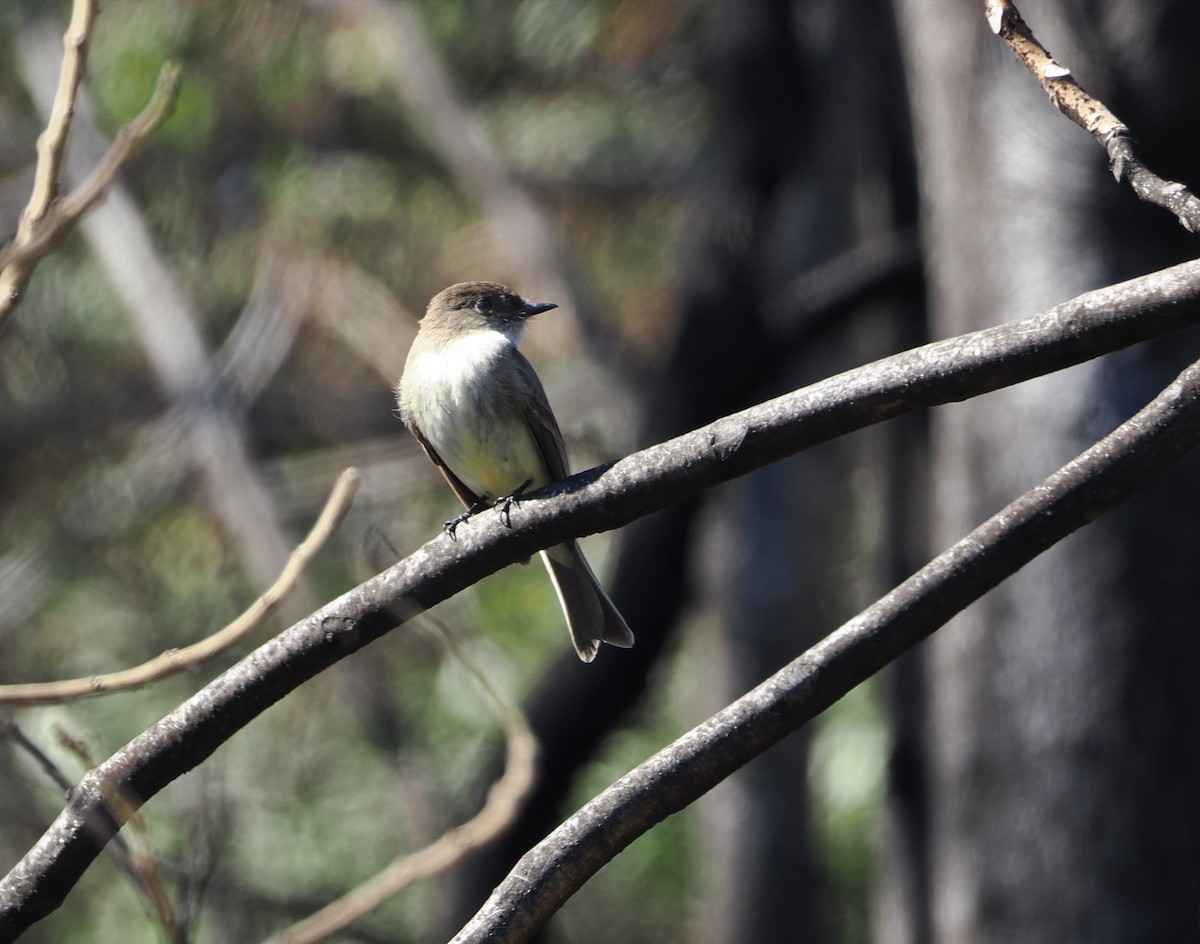Eastern Phoebe - ML652794439