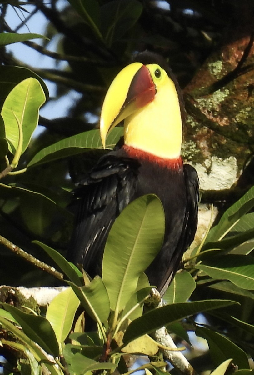 Yellow-throated Toucan - ML652794461