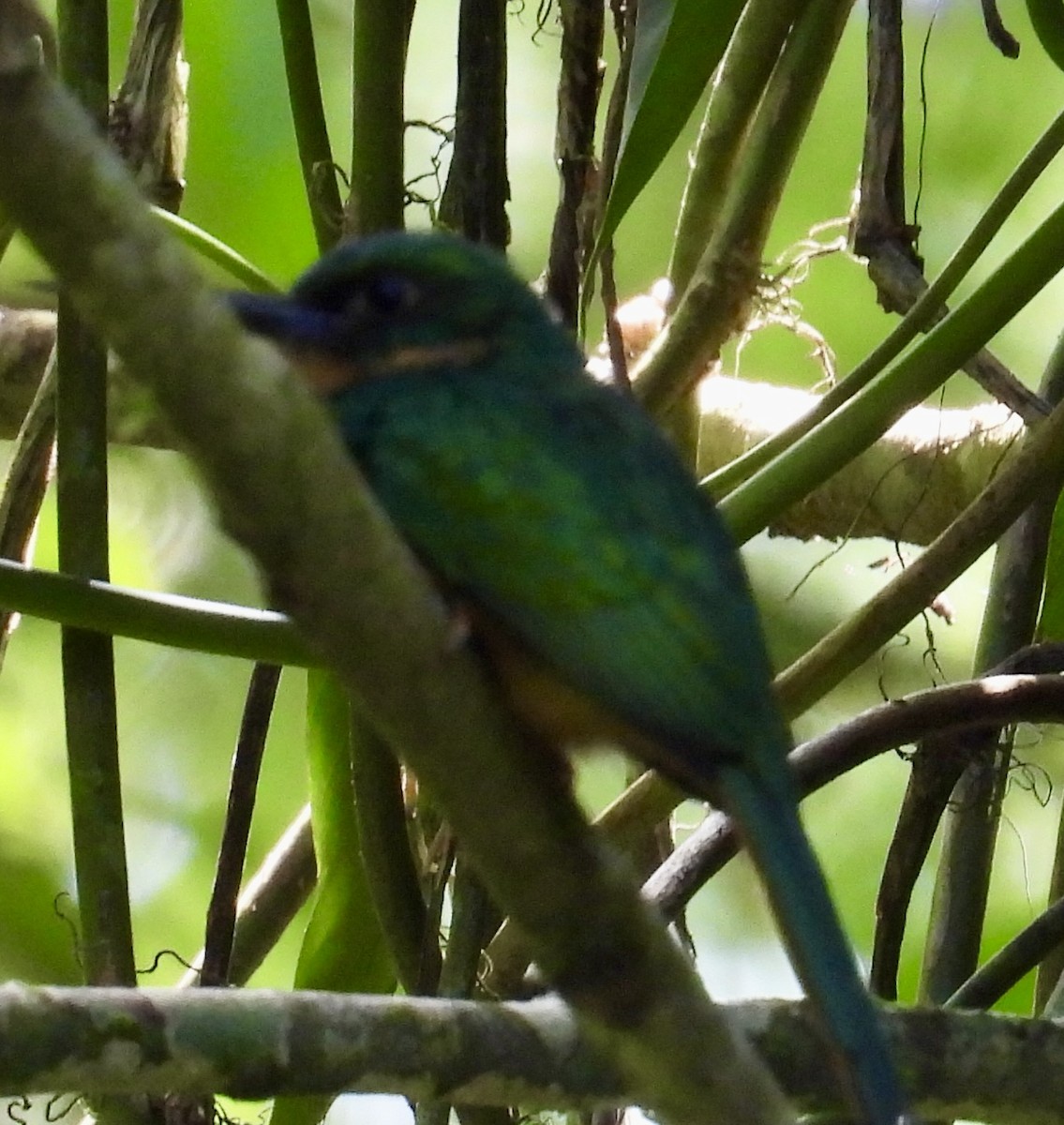 Rufous-tailed Jacamar - ML652795148